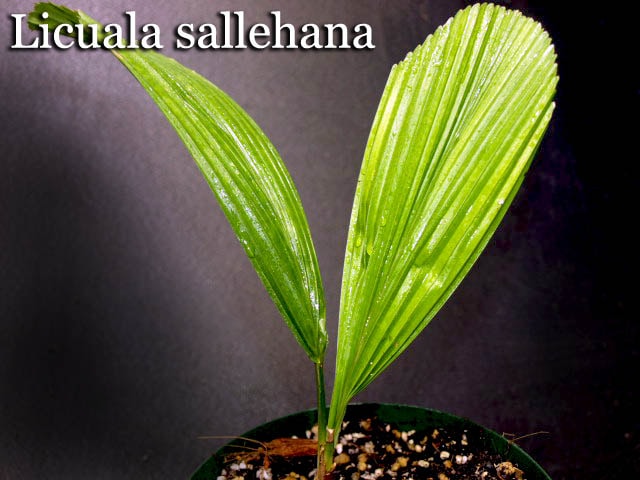リクアラ サーレハナ(Licuala sallehana)苗