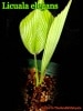 �ꥯ���顦���쥬��(Licuala elegans)��
