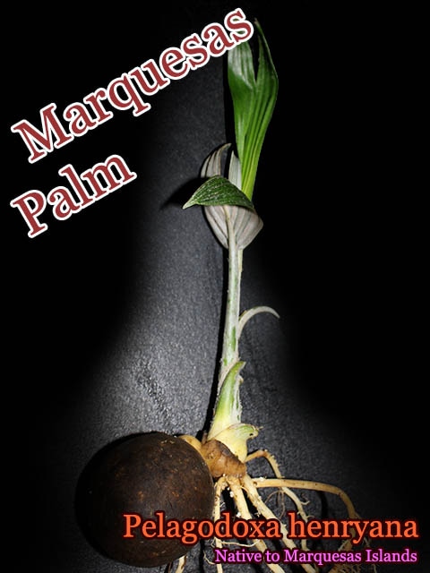 [希少食用ヤシ]マルケサスパーム(Pelagodoxa henryana(Marquesas Palm)抜き苗