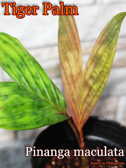 [���������ѡ���]�ԥʥ󥬡��ޥ��顼��(Pinanga maculata)ȴ����[ͽ����]