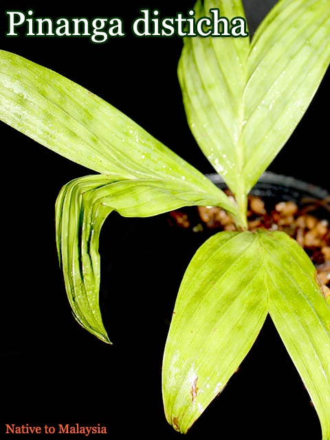 �ԥʥ� �ǥ����ƥ���(Pinanga disticha)[�䥷ȴ���ġ�ͽ����]