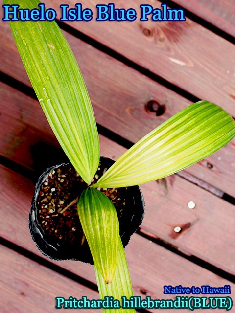 フエロアイル・ブルーパーム(Pritchardia hillebrandii(huelo blue))苗