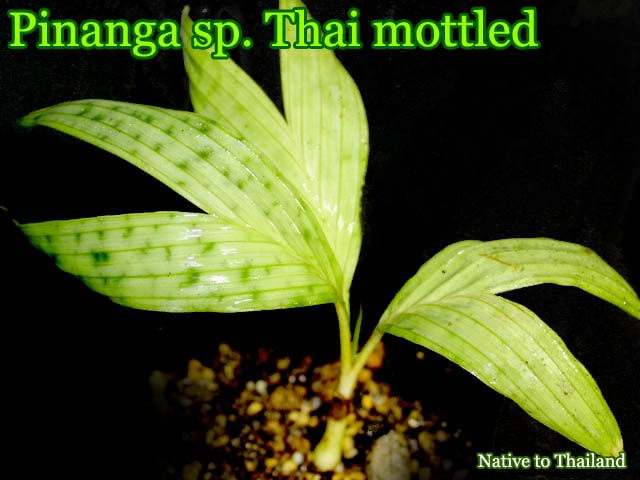 ピナンガ sp. タイ マトルド(Pinanga sp. Thai mottled)[ヤシ抜き苗・予約商品]