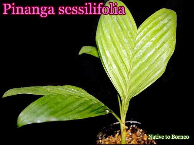 [ヤシ苗]ピナンガ・セシリフォリア(Pinanga sessilifolia)苗