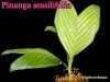 [�䥷��]�ԥʥ󥬡�������ե��ꥢ(Pinanga sessilifolia)��