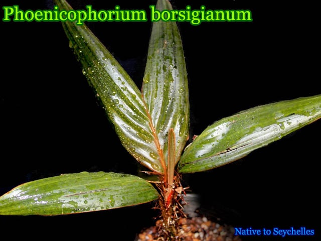 キリンヤシ(Phoenicophorium borsigianum)[ヤシ抜き苗・予約商品]