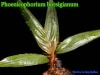 �����䥷(Phoenicophorium borsigianum)[�䥷ȴ���ġ�ͽ����]