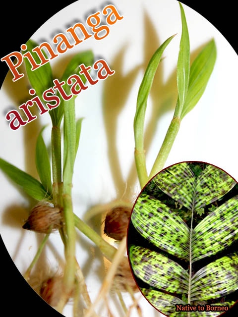 [カラーリーフヤシ]ピナンガ・アリスタータ(Pinanga aristata)抜き苗
