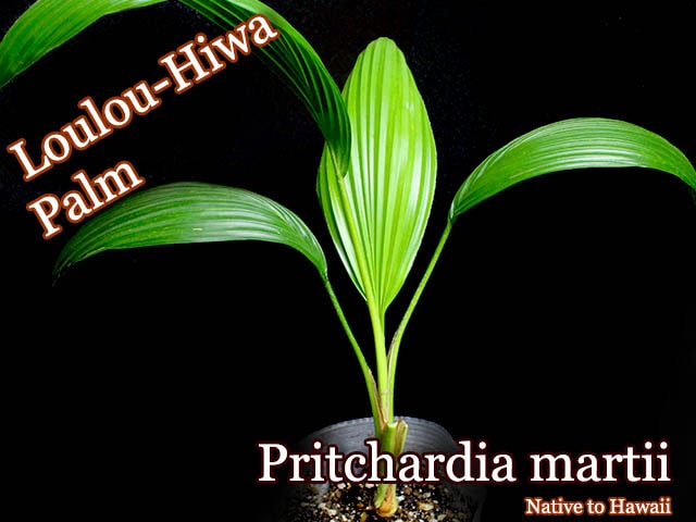 プリチャーディア・マーティー(Pritchardia martii)中苗