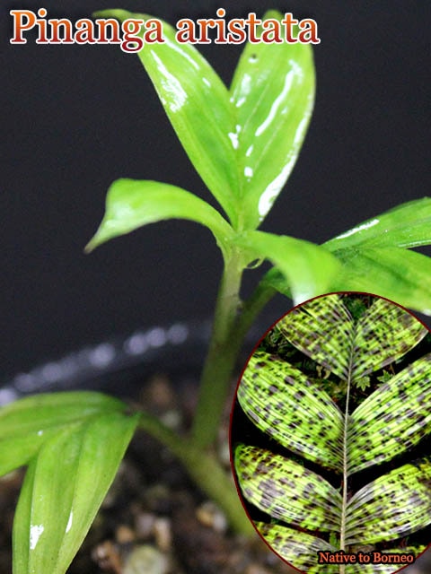 �ԥʥ󥬡����ꥹ������(Pinanga aristata)��