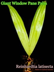 �饤��ϥ�ƥ�������ƥ�������(Reinhardtia latisecta)[�䥷ȴ���ġ�ͽ����]