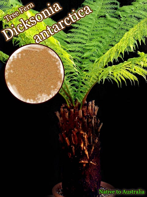 ディクソニア　アンタルクティカ極太【A】 ディクソニア アンタルクティカ 4号ポット苗 : 苗木部 花ひろば