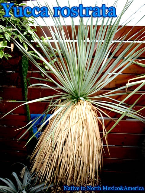 ユッカ ロストラータ(Yucca rostrata)大苗