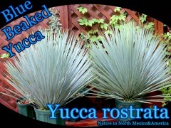[�Ѵ�����å����]��å� �����ȥ顼��(Yucca rostrata)����