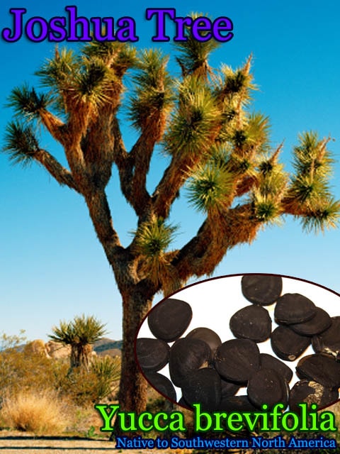 Yucca brevifolia(ヨシュア・ツリー)種子[耐寒性ユッカ種子・予約商品]