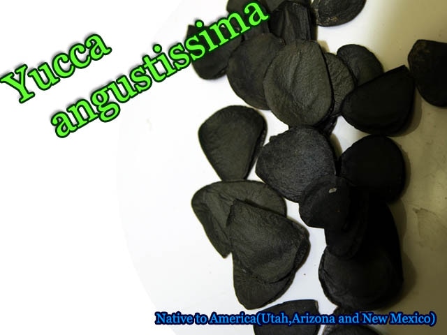 Yucca angustissima(ユッカ・アングスティッシマ)種子[ユッカ種子]