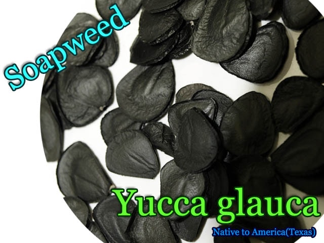 Yucca glauca(ソープウィード)種子[ユッカ　予約商品]