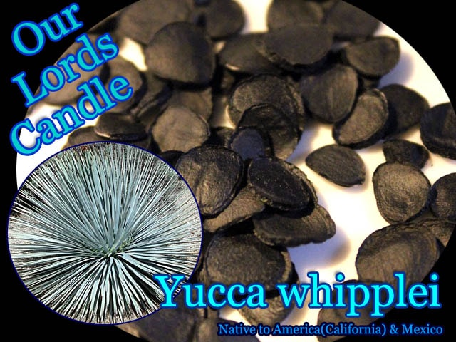 [耐寒性ユッカ種子]ユッカ・ウィップレイ(Yucca whipplei)種子