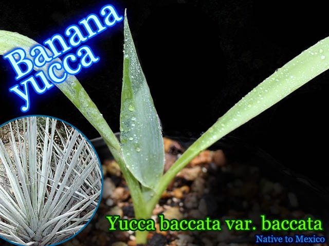 [耐寒性ユッカ苗]ユッカ・バッカタ/バナナユッカ(Yucca baccata)苗
