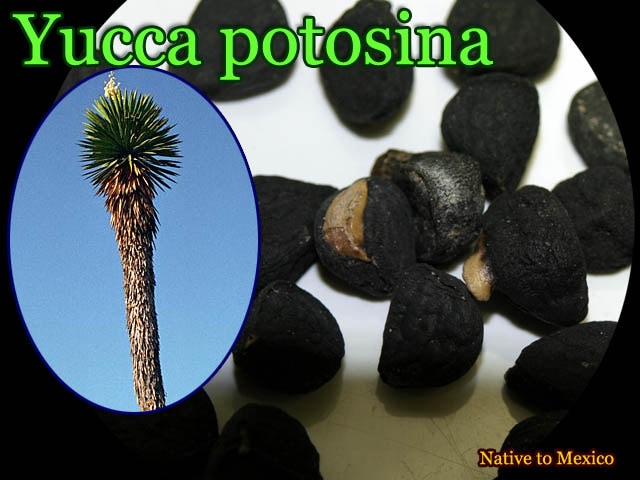 [耐寒性ユッカ種子]ユッカ・ポトシナ(Yucca potosina)10個