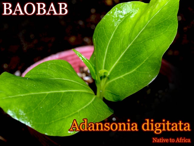 [バオバブ苗]アダンソニア・ディギタータ(Adansonia digitata)苗