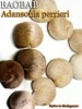 󥽥˥ ڥꥨ(Adansonia perrieri)[ХХּ]