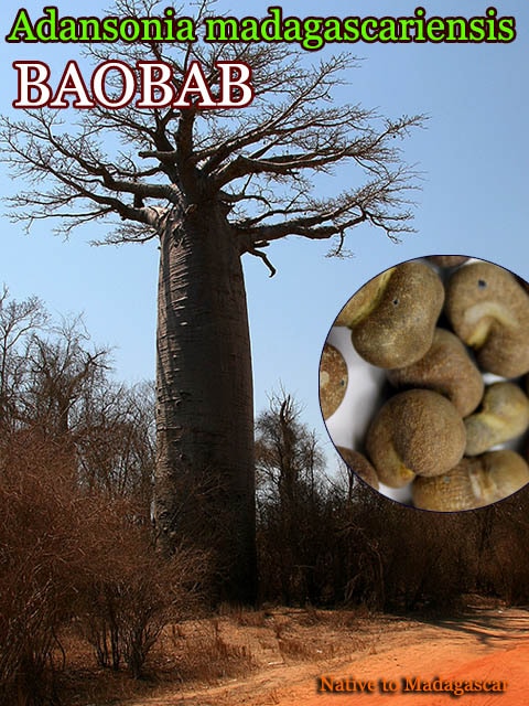 [�Х��Х�]Adansonia madagascariensis(�����󥽥˥����ޥ��������ꥨ�󥷥�)���