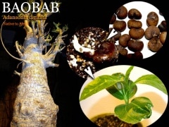 Adansonia digitata(�����󥽥˥����ǥ���������)���[�Х��Х֡�ͽ����]