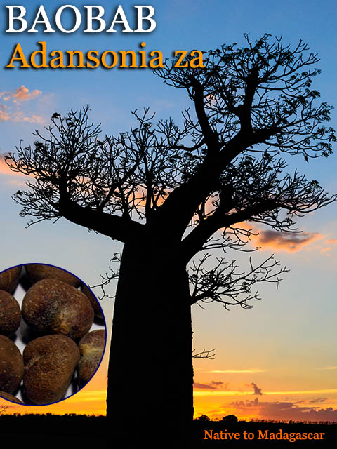 �����󥽥˥�������(Adansonia za)[�Х��Хּ��]