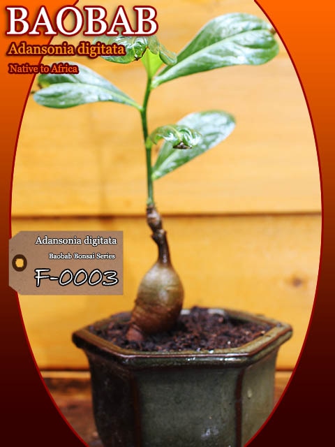 バオバブの木苗]バオバブ・プチ盆栽FシリーズF0004 販売店