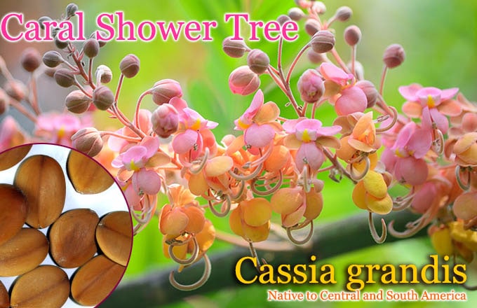 Cassia grandis(コーラルシャワーツリー)種子[熱帯花木]