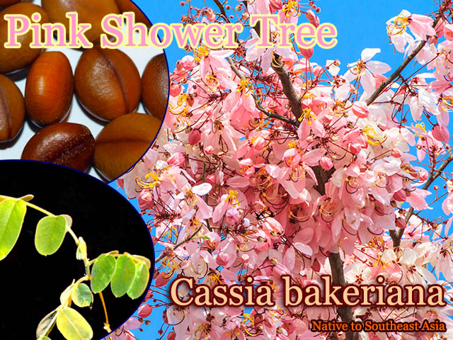 Cassia bakeriana(�ԥ󥯥����ĥ꡼)���[Ǯ�Ӳ���]