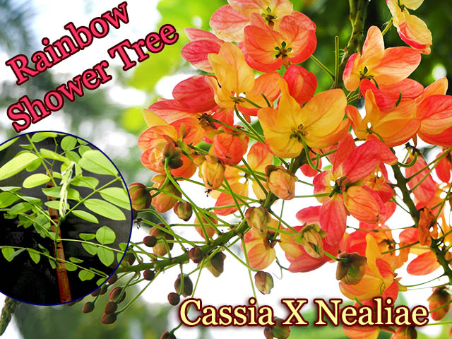 レインボーシャワーツリー(Cassia X Nealiae)苗[予約商品]