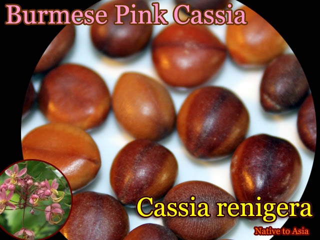[熱帯花木]Cassia renigera(ビルマピンク・カッシア)種子