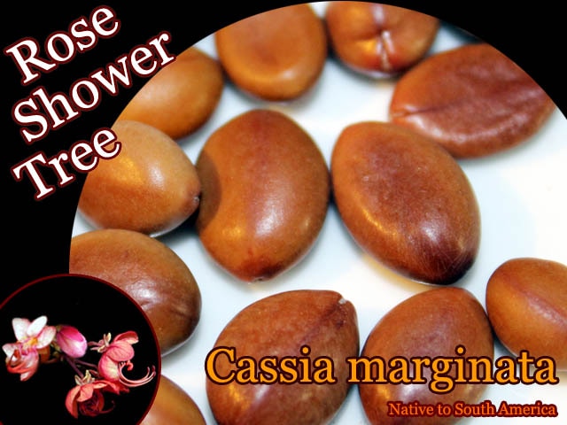 [熱帯花木]Cassia marginata(ローズ・シャワーツリー)種子