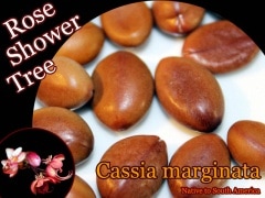 [Ǯ�Ӳ���]Cassia marginata(�������������ĥ꡼)���