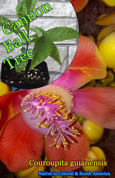 キャノンボールツリー Couroupita Guianensis 苗 熱帯花木 販売店