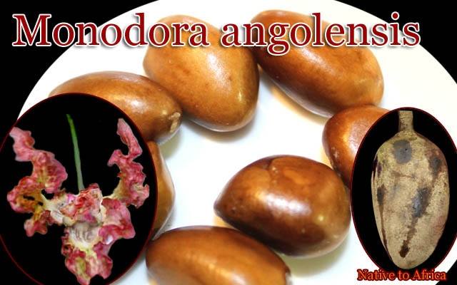 [美花・稀少熱帯果樹]モノドーラ・アンゴレンシス(Monodora angolensis)種子