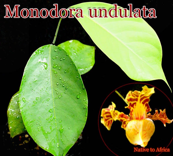 [美花・稀少熱帯果樹]モノドーラ・アンデュラータ(Monodora undulata)苗