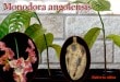Monodora angolensis(��Υɡ��顦���󥴥�󥷥�)��[���֡�����Ǯ�Ӳ̼�]