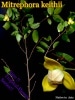 �ߥȥ�ե��顦�����ƥ���(Mitrephora keithii)��