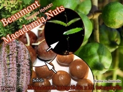 マカダミアナッツ種子(品種：バーモント) 販売店