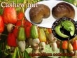 �����塼�ʥå�(Anacardium occidentale)���