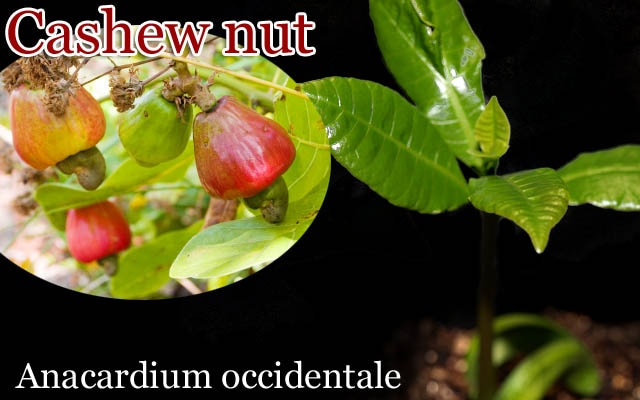 30粒 カシューナッツ Anacardium occidentale 種子 カシューナッツ Anacardium occidentale 種子 30粒