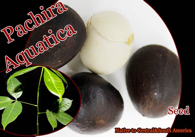 パキラ種子 パキラ アクアティカ Pachira Aquatica 種子 販売店