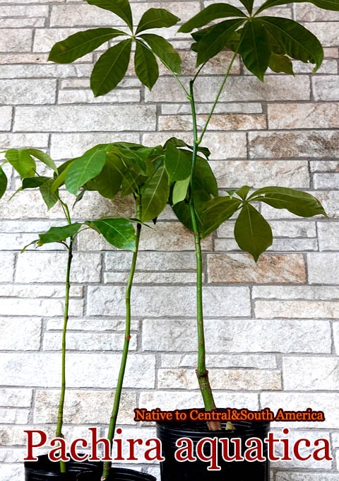パキラ・アクアティカ(Pachira aquatica)苗