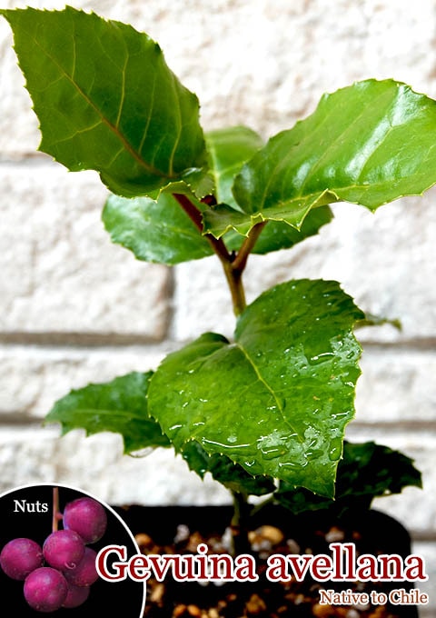 ����ء�����ʥå�(Gevuina avellana)��[�Ѵ����ʥå�]