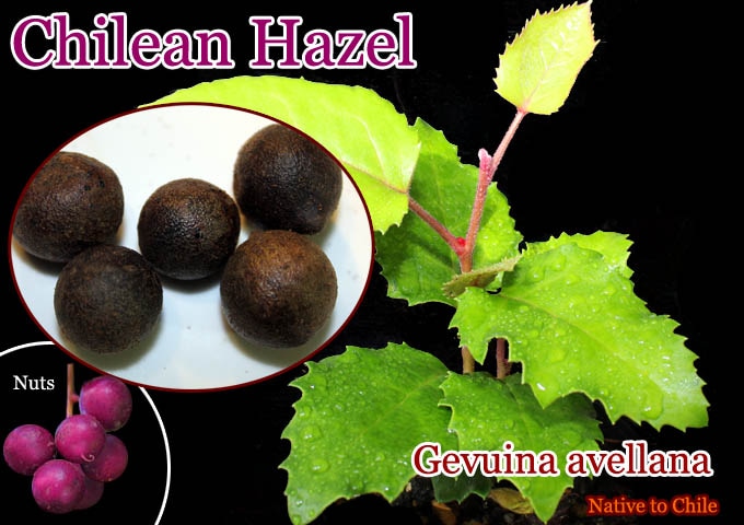 Gevuina avellana(����ء�����ʥå�)���[�Ѵ����ʥå�]