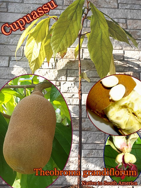 クプアス [熱帯果樹]スーパーフード テオブロマ・グランディフローラム 熱帯果樹・クプアス]テオブロマ・グランディフローラム(Theobroma