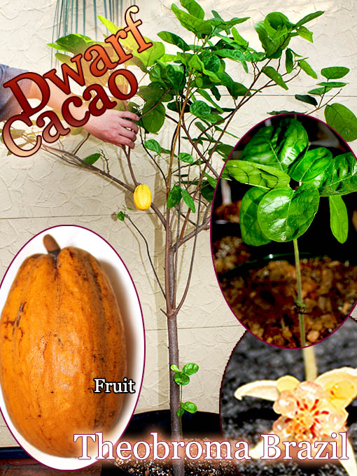 [�ɥ�ե�����]�ƥ��֥��� sp(Theobroma sp.)��